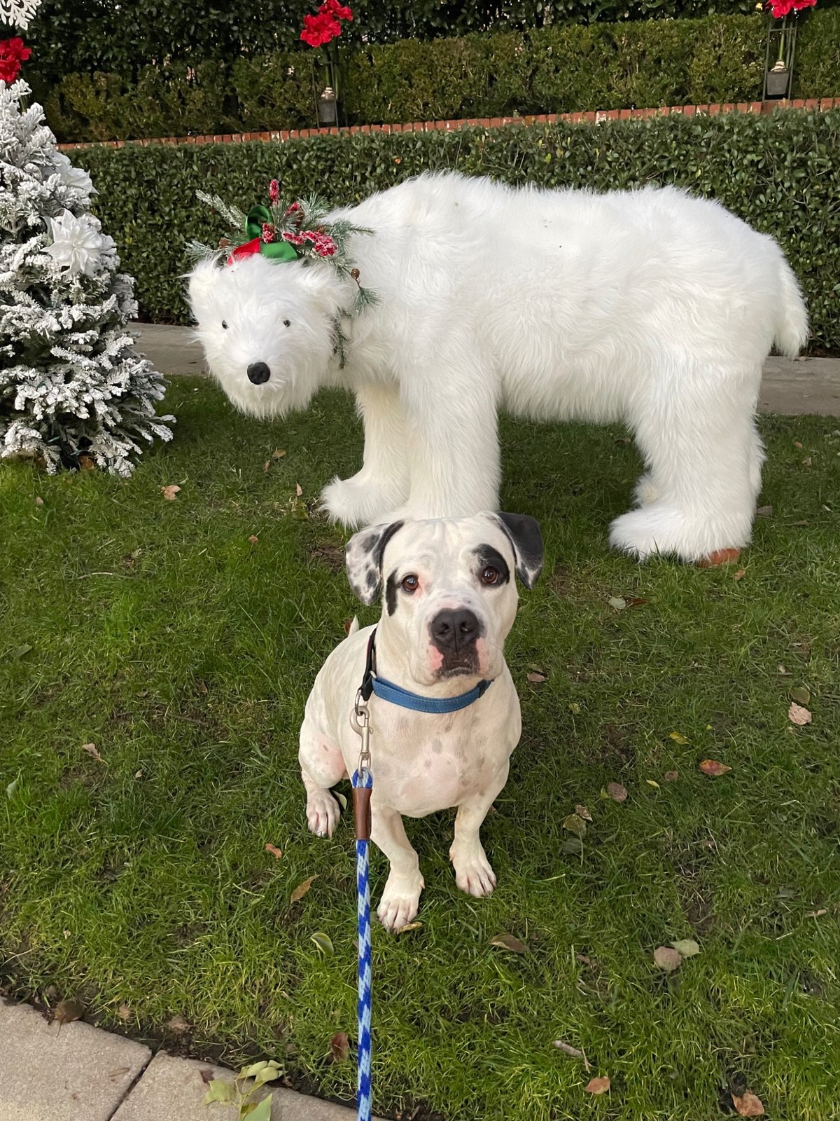 Billy sitting on grass near holiday decorations in Beverly Hills