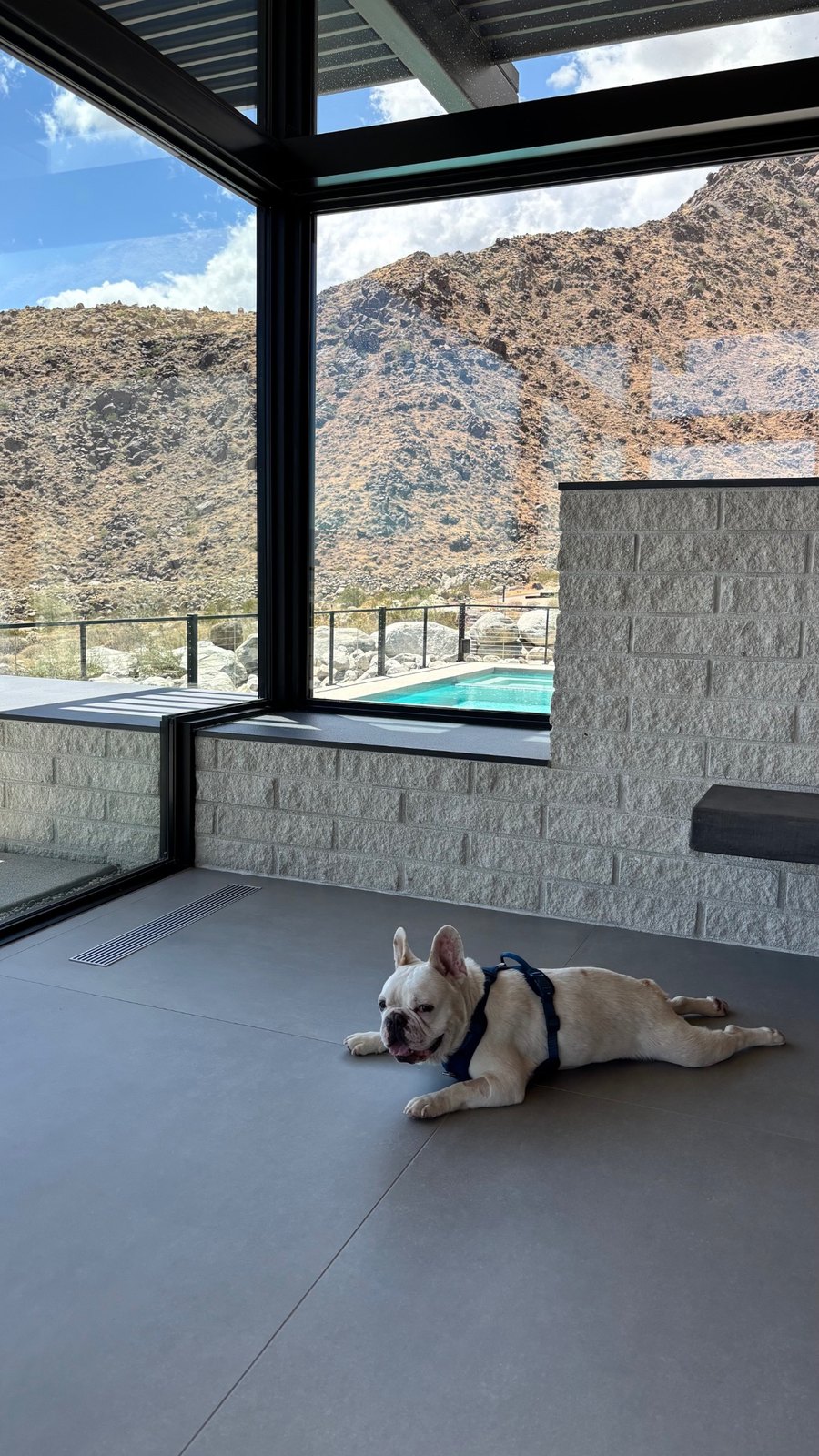 Pascal resting indoors with a Palm Springs mountain view